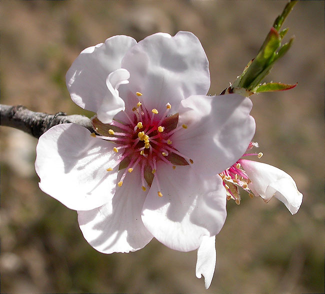 Ametller (Prunus dulcis) 2/2