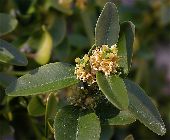 Boix (Buxus sempervirens) 2/2