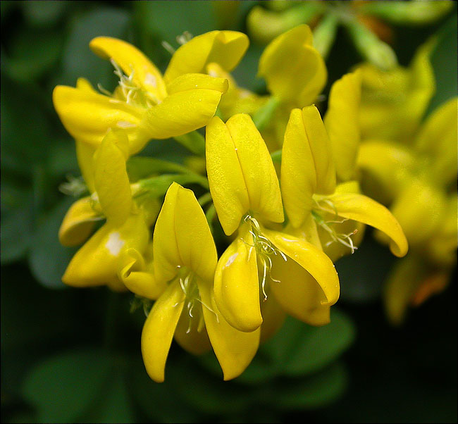 Coronil·la glauca (Coronilla glauca = Coronilla valentina)