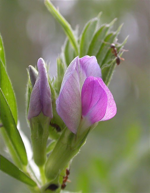 Vicia sp.