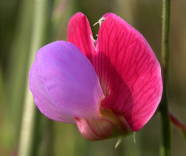 Guixó articulat (Lathyrus clymenum)