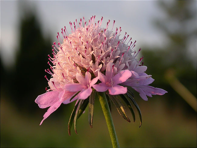 Escabiosa (Scabiosa atropurpurea)