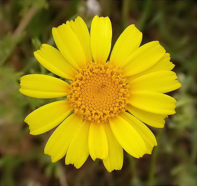 Sordonaia (Chrysanthemum coronarium) 1/3