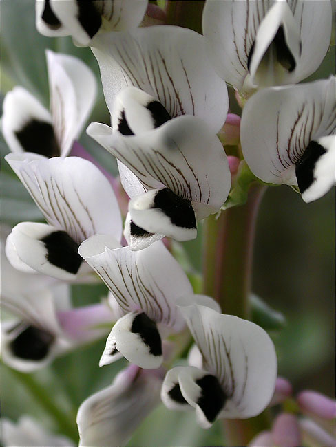 Faba (Vicia faba) 2/2