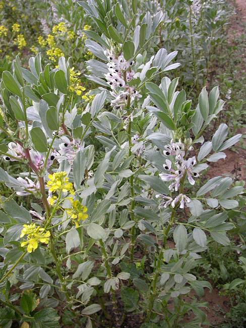 Faba (Vicia faba) 1/2