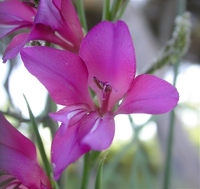 Lliri dels blats, Espadella (Gladiolus segetum) 2/2