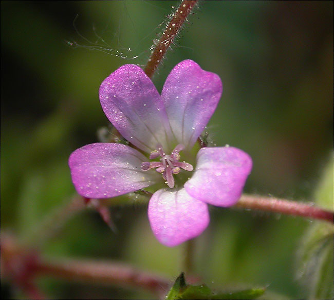 Suassana rotundifòlia (Geranium rotundifolium)