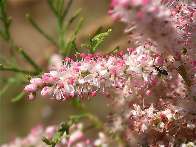 Tamariu (Tamarix sp.) 1/2