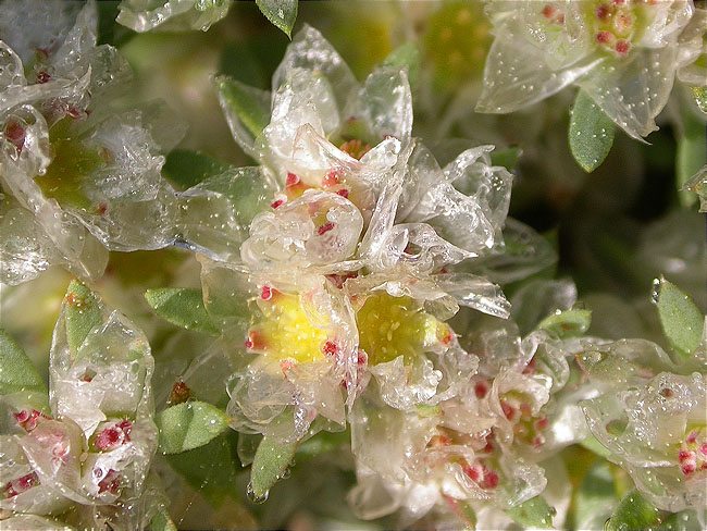 Paroníquia argentada (Paronychia argentea) 1/2