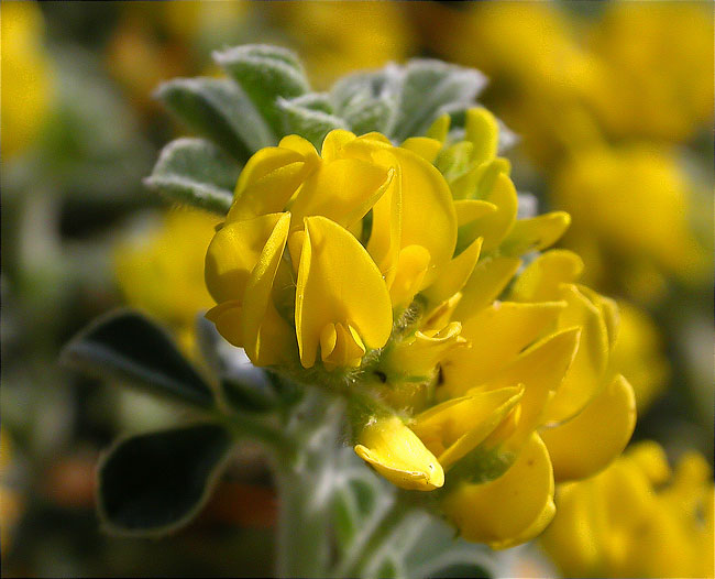 Alfalç marí (Medicago marina) 1/2