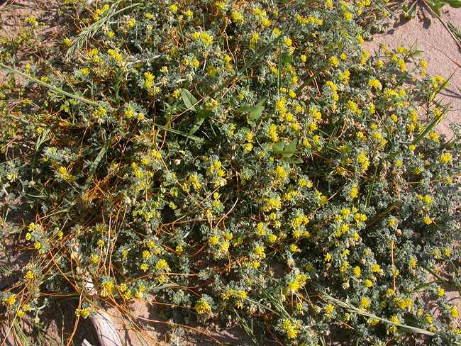 Alfalç marí (Medicago marina) 2/2