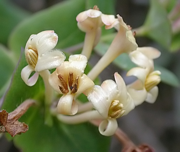 Lligabosc mediterrani (Lonicera implexa) 2/2