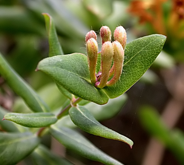 Lligabosc mediterrani (Lonicera implexa) 1/2