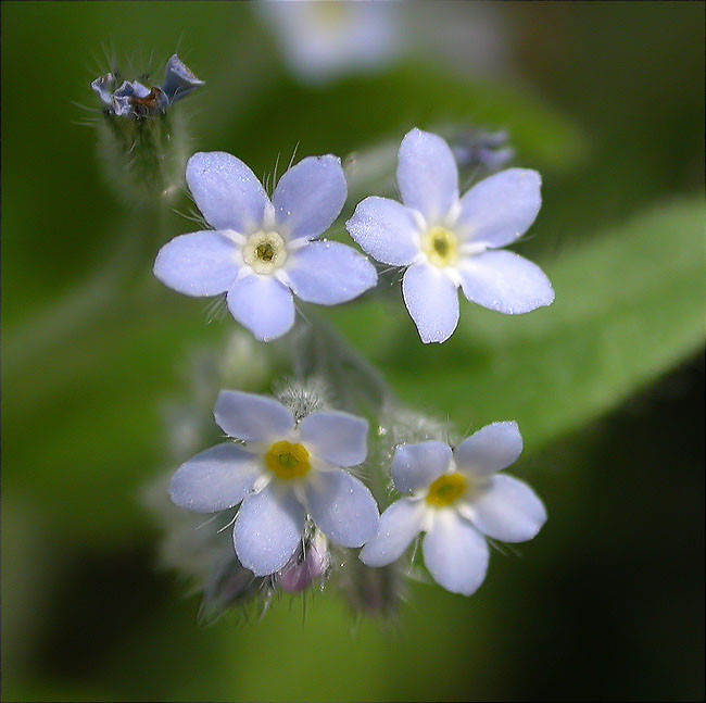 Miosotis de bosc (Myosotis sylvatica) 1/2