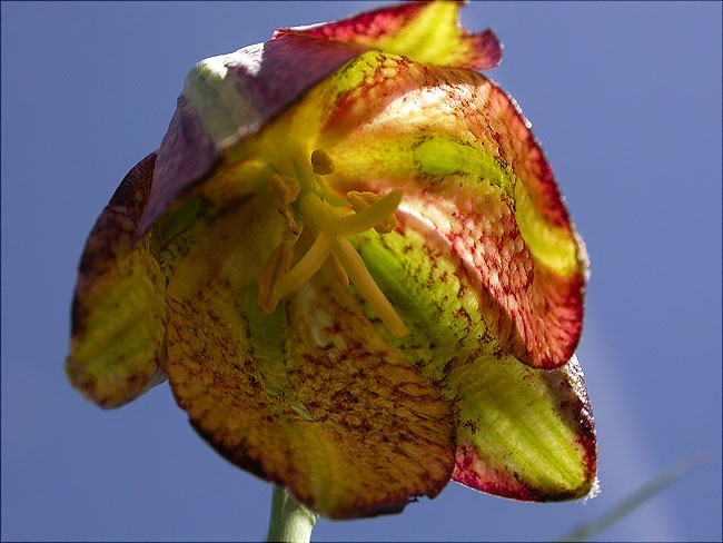 Fritil·lària (Fritillaria nigra = Fritillaria pyrenaica = Fritillaria lusitanica) 2/2