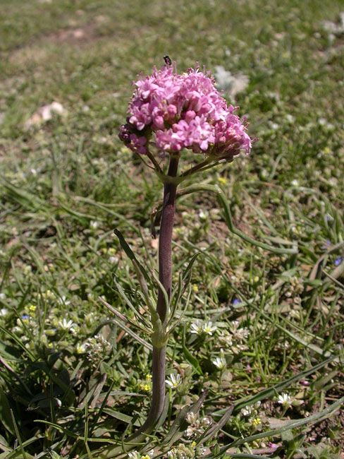 Valeriana sp. 2/2