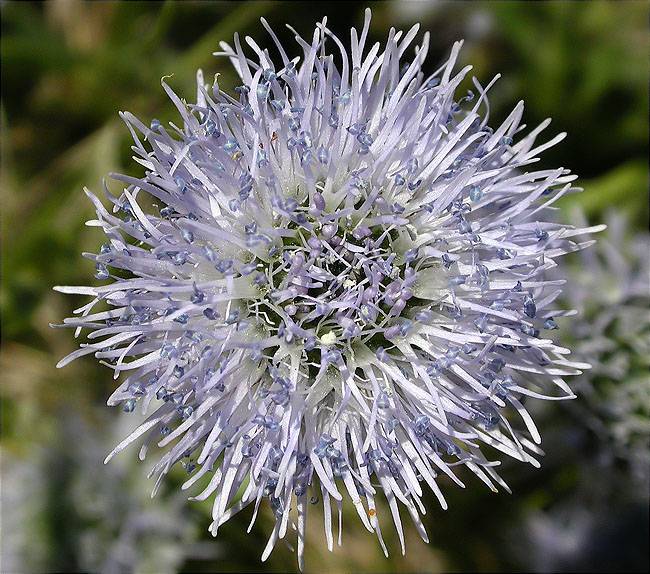 Senet de pobre (Globularia vulgaris) 2/2