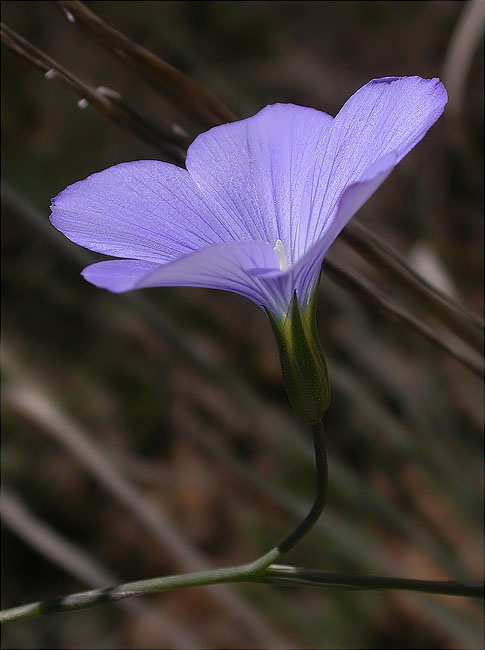 Lli de Narbona (Linum narbonense) 2/2