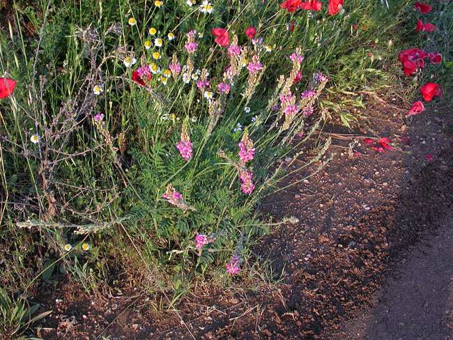 Trepadella (Onobrychis viciifolia) 2/2