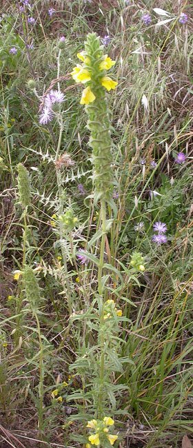 Cresta de gall (Bellardia trixago) 2/2