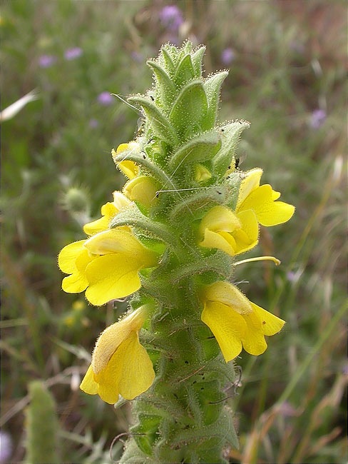 Cresta de gall (Bellardia trixago) 1/2