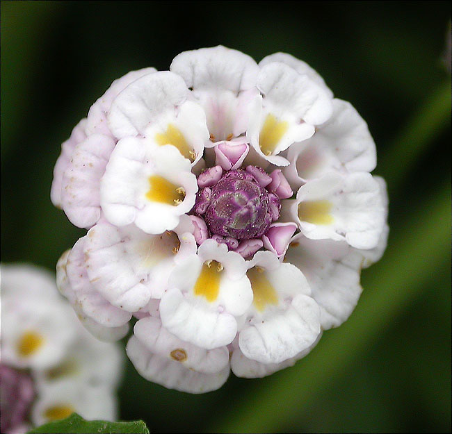 Lippia nodiflora 1/2