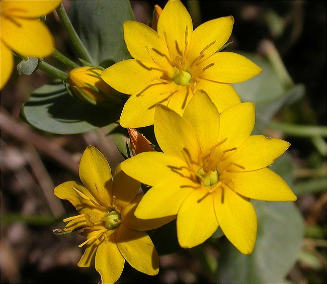 Centaura groga (Blackstonia perfoliata)