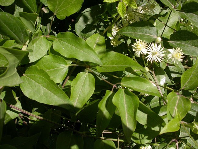 Vidalba (Clematis vitalba) 2/2