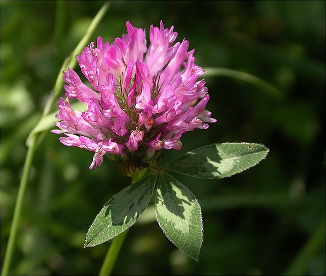 Trèvol de prat (Trifolium pratense)