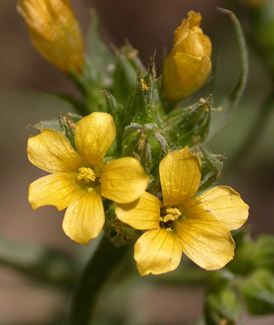 Llinet estricte (Linum strictum) o Llinet gàl·lic (Linum trigynum) ?