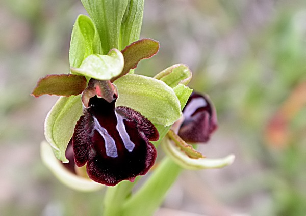 Aranyosa (Ophrys sphegodes)