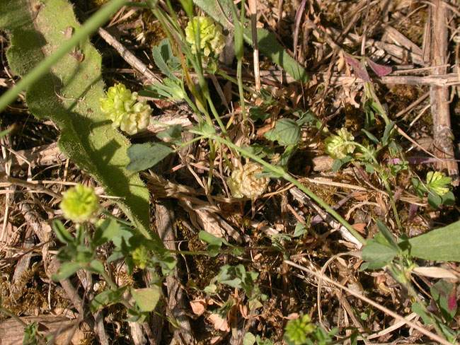 Trèvol (Trifolium campestre) 2/2