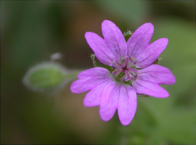 Suassana blana (Geranium molle) 1/2