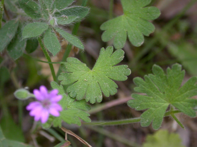 Suassana blana (Geranium molle) 2/2