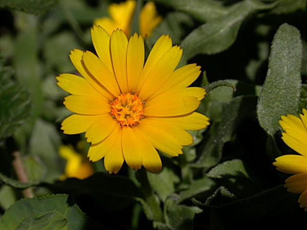 Boixac de camp (Calendula arvensis)