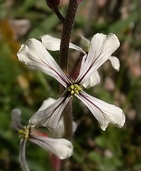 Ruca (Eruca vesicaria)