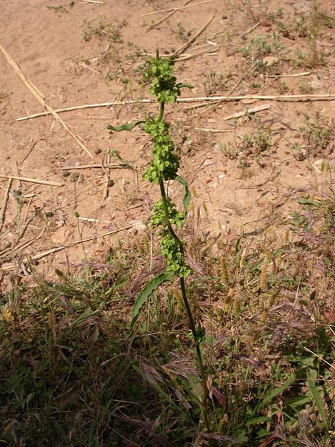 Paradella (Rumex crispus) 2/2