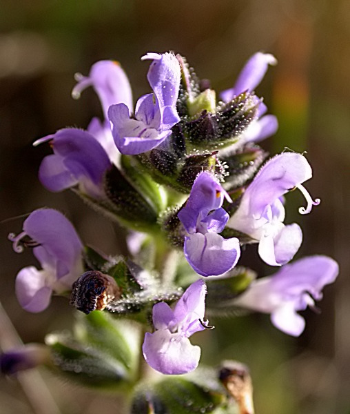 Tàrrec (Salvia verbenaca L.)
