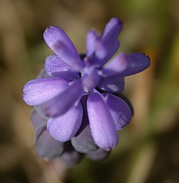 Calabruixa (Muscari neglectum)