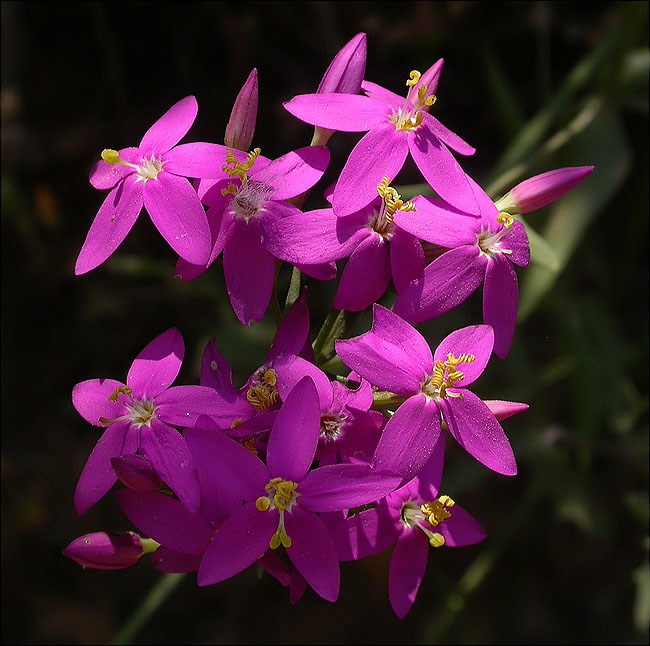 Centaurium erythraea 1/2