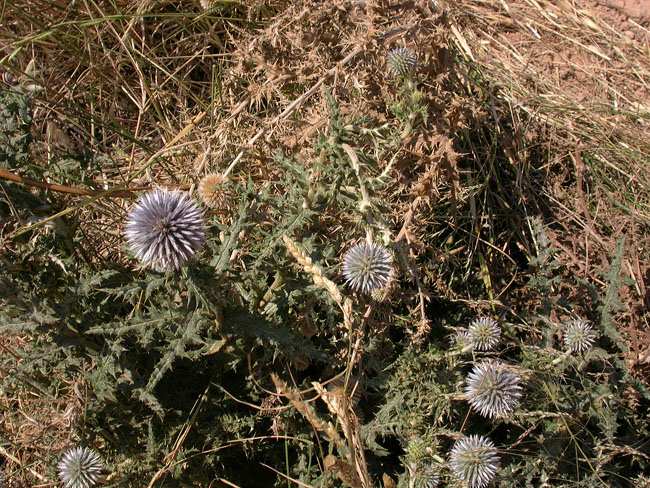 Panical blau (Echinops ritro) 2/2