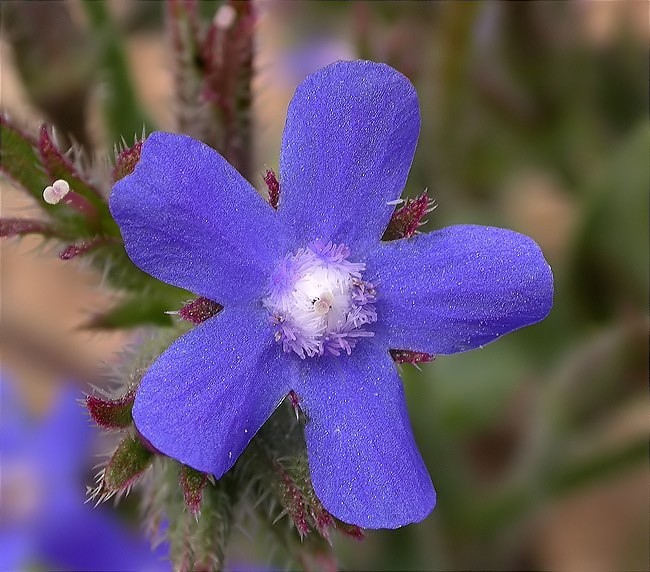 Blugossa blava (Anchusa italica) 1/2