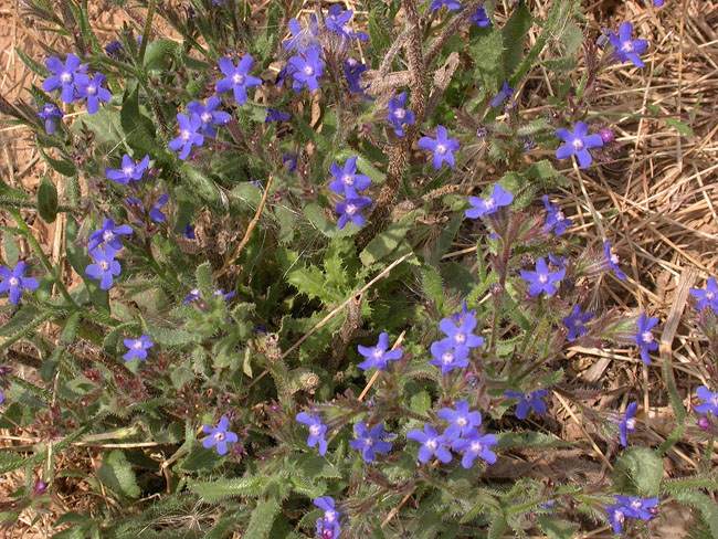 Blugossa blava (Anchusa italica) 2/2