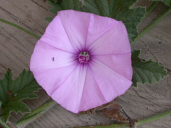 Herba campanera (Convolvulus althaeoides)