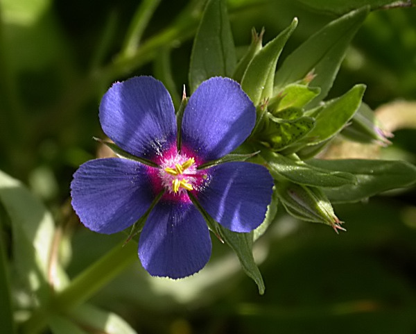 Borrissol (Anagallis arvensis)