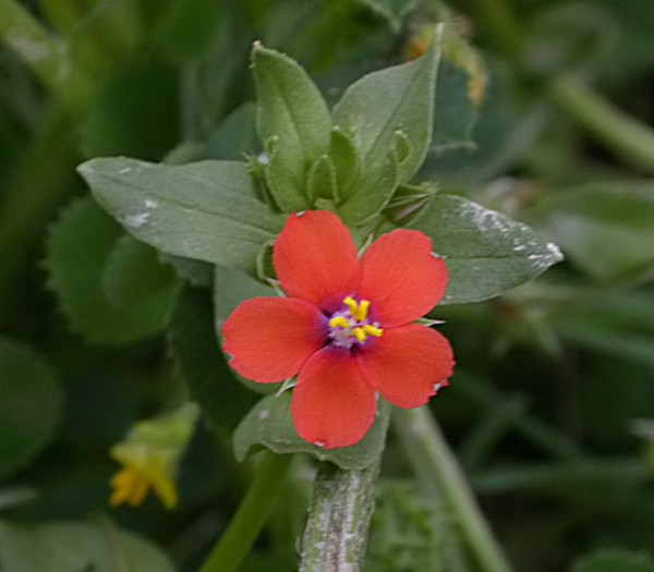 Borrissol vermell (Anagallis arvensis)