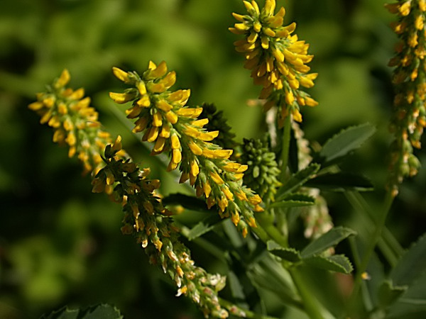 Melilot oficinal (Melilotus officinalis)