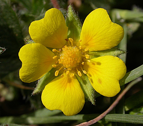 Gram negre o Peu de Crist (Potentilla reptans)