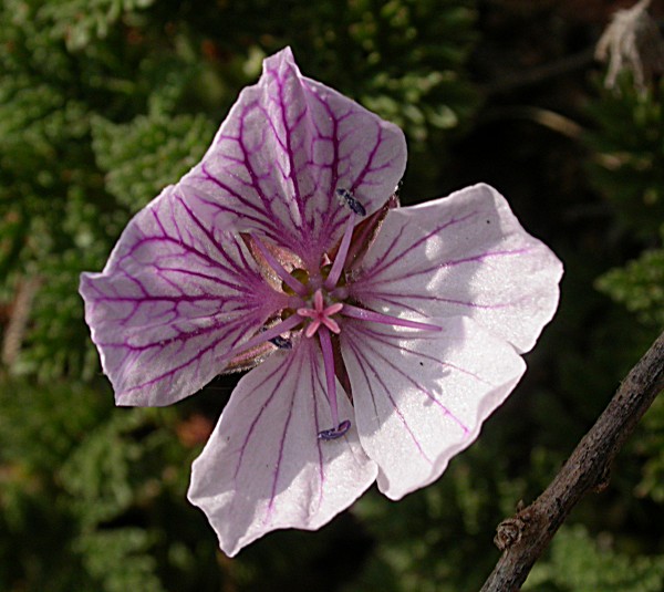 Peu de colom (Erodium foetidum ssp. glandulosum)