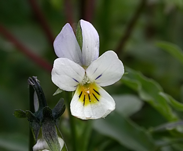 Pensament menut (Viola tricolor)